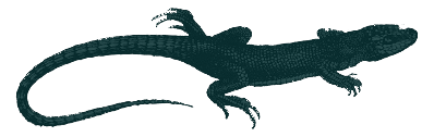 lézard Wild&Slow, agence de communication responsable