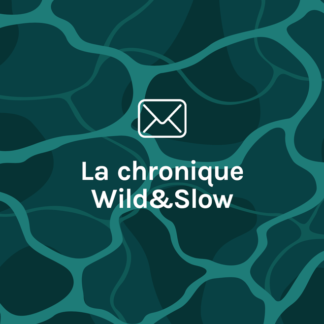 Chronique Wild&Slow - newsletter communication responsable